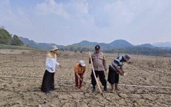 Manfaatkan Lahan Surut, Polsek Jatiluhur Bersama Petani Tanam Jagung Dukung Ketahanan Pangan
