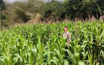 Bhabinkamtibmas Plered Cek Lahan Jagung Hibrida, Pastikan Tanaman Tetap Produktif di Musim Kemarau
